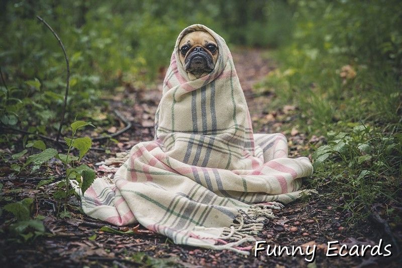 Kalter Hund